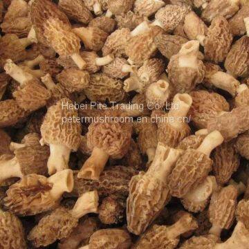 Edible Mushroom Fungus Frozen Morchella Esculenta