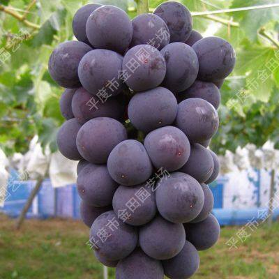 Xia Hei Grape seedling grape vines