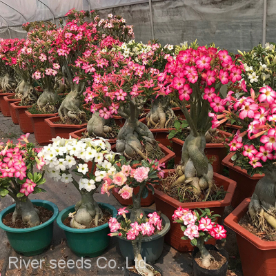 100pcs Mix hybrid wholesale adenium obesum seeds desert rose adenium seeds for sale