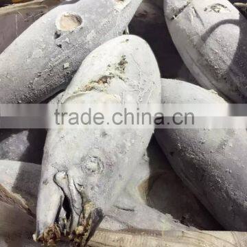 longline frozen skipjack tuna 5kg up ( katsuwonus pelamis)