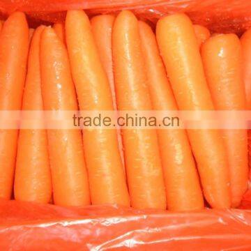 Good Quality New Crop Carrot
