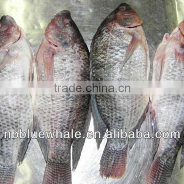 Frozen Tilapia whole round