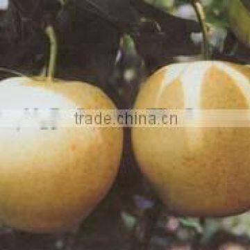 Chinese Ya pear for export