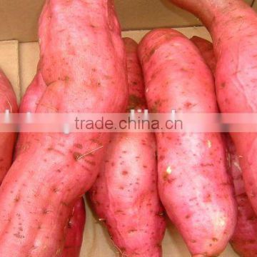 New fresh sweet potato in china