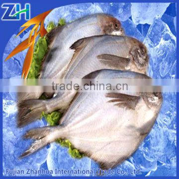 white pomfret fish chinese white pomfret