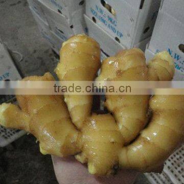 2013 fresh air dried Ginger Brother Kingdom