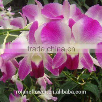 Purple Cattleya Orchid Plants Export for Wedding Event Decoration photo-2