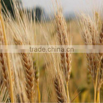 100% pure Canadian malt barley supplier