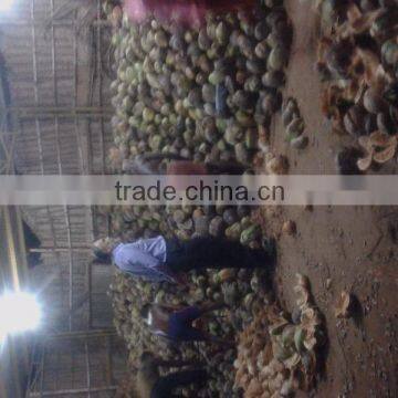 Pollachi Full Husked Cocount photo-2