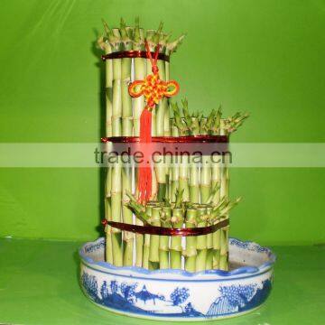5 Layered Tower Lucky Bamboo Air Bonsai Tree Dracaena Sanderiana Indoor Ornamental Aquatic Water Plants photo-6