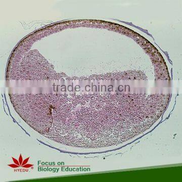 11pcs Frog embryo development Prepared Slides set Prepared microscope slides set