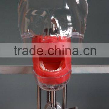 Best Selling Simple Head Model for Dental Class high quality Simple cheap surgical training model for dentistry students