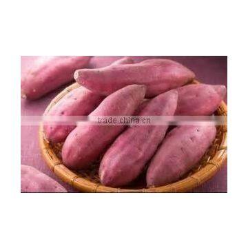 HIGH QUALITY FRESH SWEET POTATO/FROZEN SWEETPOTATO