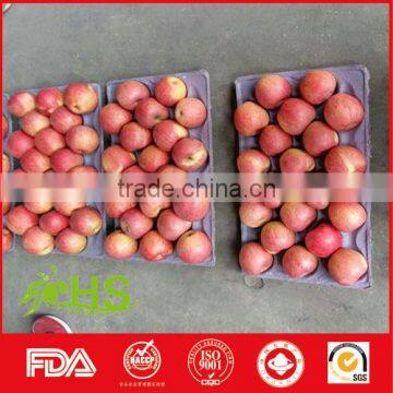 Wholesale Price of Fuji Apples From China photo-2
