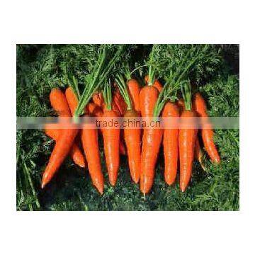 fresh baby carrots