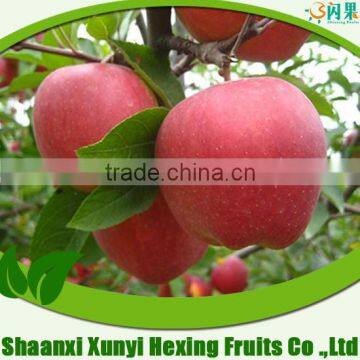 Red Qinguan Apple Price from Shaanxi