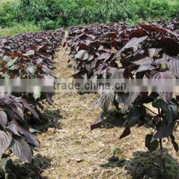 2014 High Germination Rate Purple Perilla Seeds For Planting