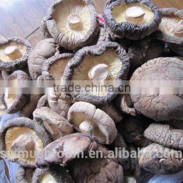 Best-selling smooth shiitake mushroom