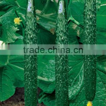 HCU12 Huoxi 35cm in length,chinese F1 hybrid cucumber seeds in vegetable seeds