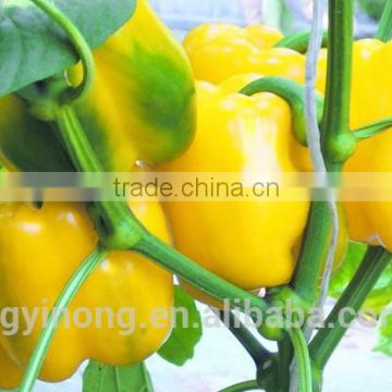 Super high yield cold and virus disease resistant sweet pepper seeds Eugene F1