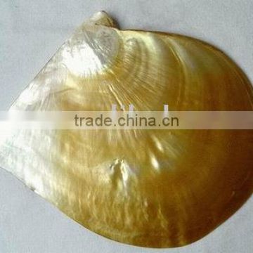 11-14cm polished gold mother of pearl sea shell