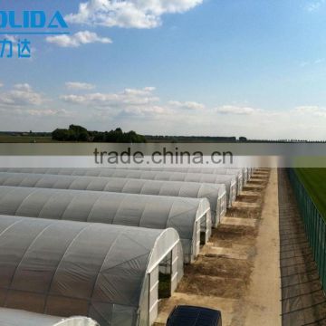 8m/9m/10m Single Span Tunnel Greenhouse For Sale