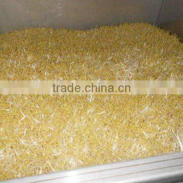 US Design Automatic Bean Sprout Machine photo-3