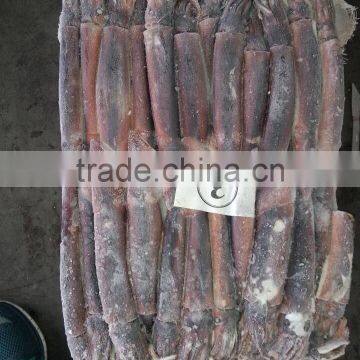 Whole Round Frozen Illex Squid photo-2