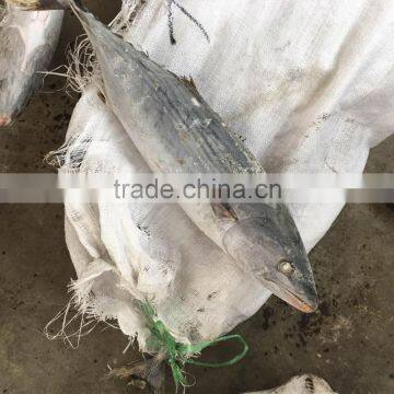 Frozen 1.5kg up Belted bonito ( sarda orientalis)