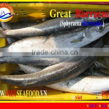 FROZEN BARRACUDA FISH WHOLE ROUND