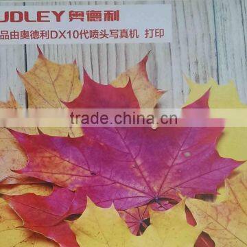 Audley 1.9m Multicolor Dx7 Head Eco Solvent Printer ADL-A1971 photo-6