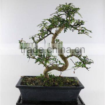 Pepper Tree Indoor Bonsai Export Wholesale photo-2