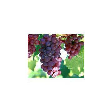 Grape Seed Extract 95%