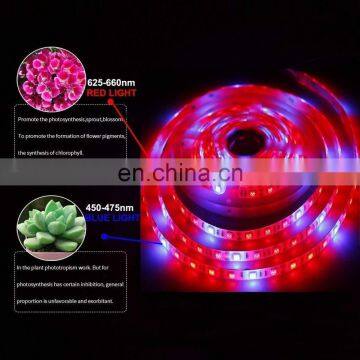 High efficiency hydroponic greenhouse full spectrum smd 5050 60leds 24v led grow light system strip