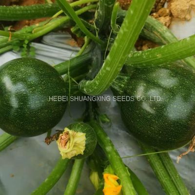 Dark green round shape hybrid squash seeds with good package