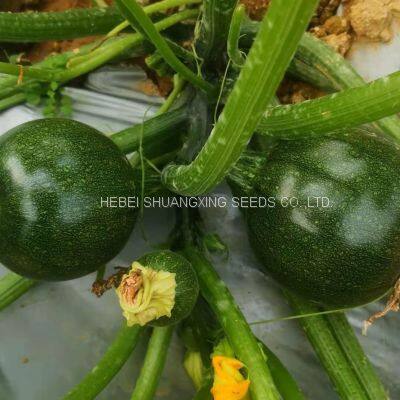 Dark Green Round Shape Hybrid Squash Seeds With Good Package