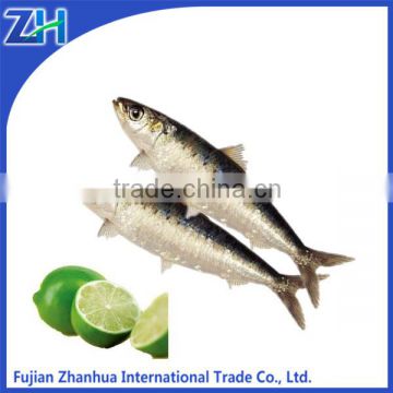 Frozen fresh sardines fish for tuna bait