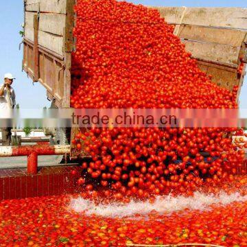 Green food! canned tomato paste with brix18~20%,22~24%,28~30%