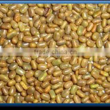 Sesbania Seed