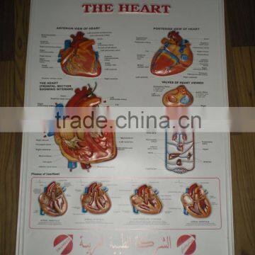 Medical Education PVC 3D poster