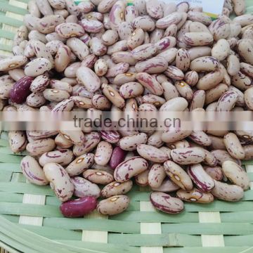 long Type Light Speckled Kidney Beans New Crop