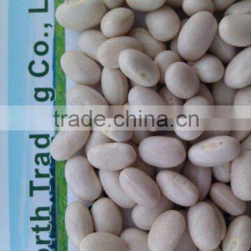 Japanese white kidney bean new crop, Heilongjiang origin, Hps)