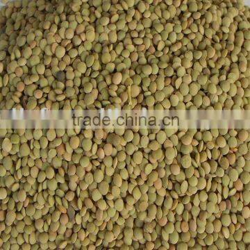 Lentil/green lentil 2010crop