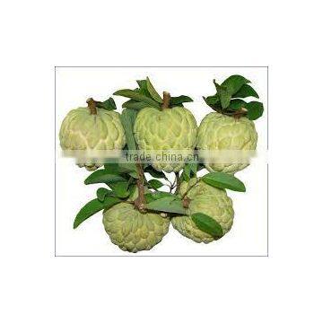 HOANG KIM VIETNAM' S Custard Apple Fruit NEW SEASON