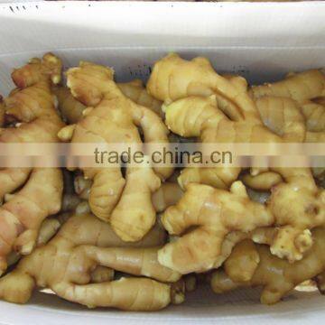 2014 New Crop Top Quality Fresh Ginger Market Price for Ginger photo-3