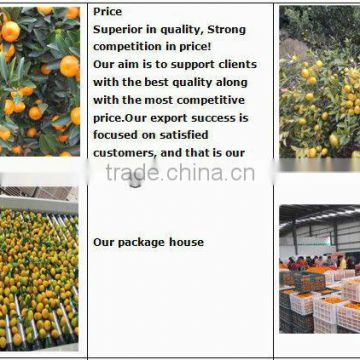 good price nanfeng baby mandarin orange (taste sweet)