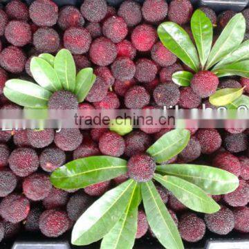 Fresh Arbutus For Sale