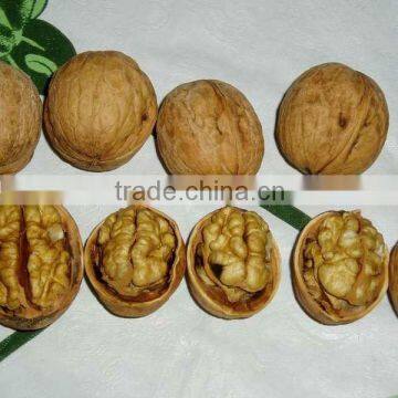 Chinese walnuts in Shell