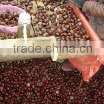 Fresh Chinese Chestnut photo-6