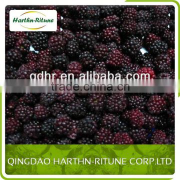 frozen fruits blackberry with good quality